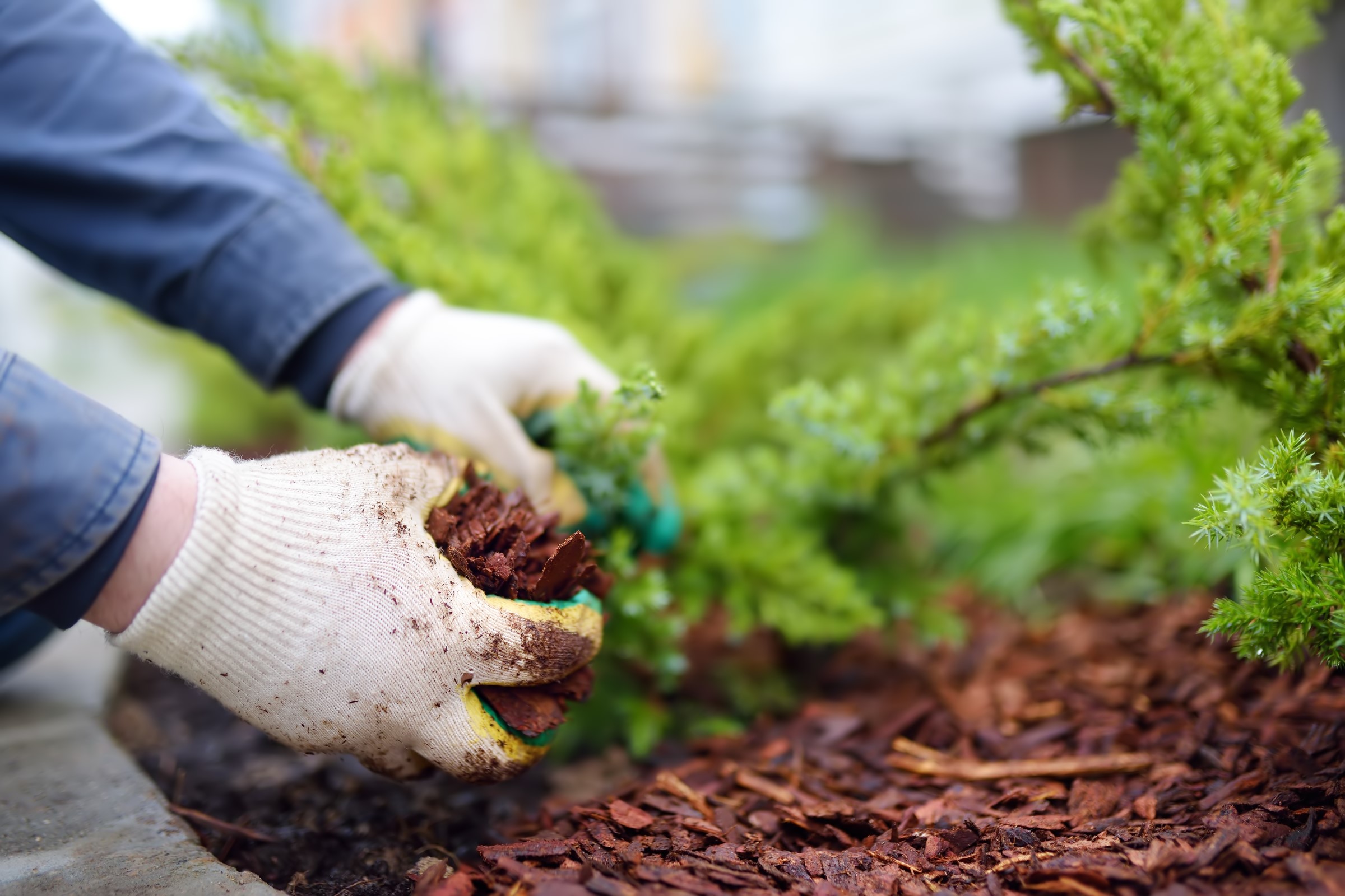 mulching-pine-bark-mulch-landscaping-gardener-garden-bush-decorative-plant-design-gardening-gloves_t20_BmAyX9