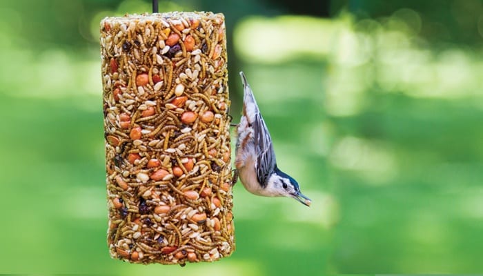 Using Seed Cylinders for Bird Feeding Reno Sparks NV Moana Nursery