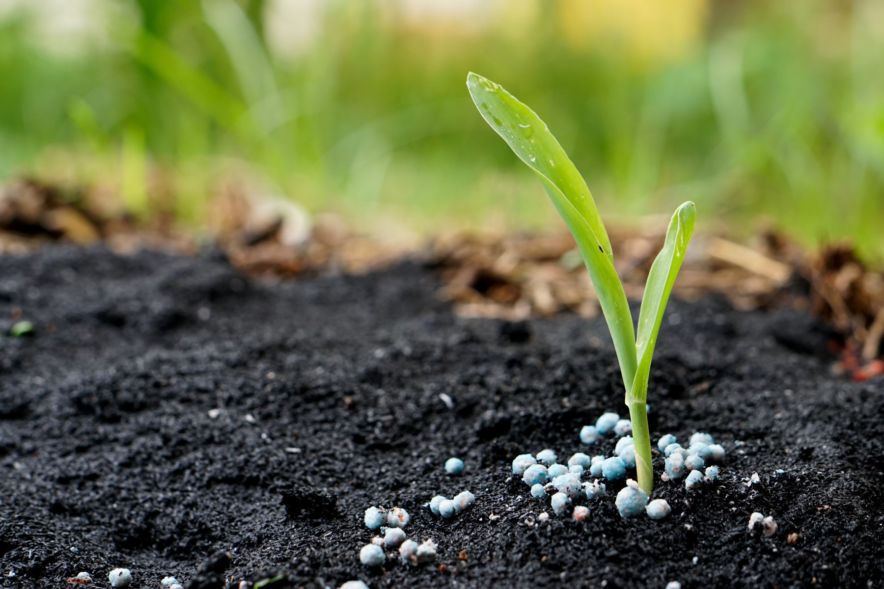 Tea Seed Meal manufacturer Tea Seed Meal manufacturer