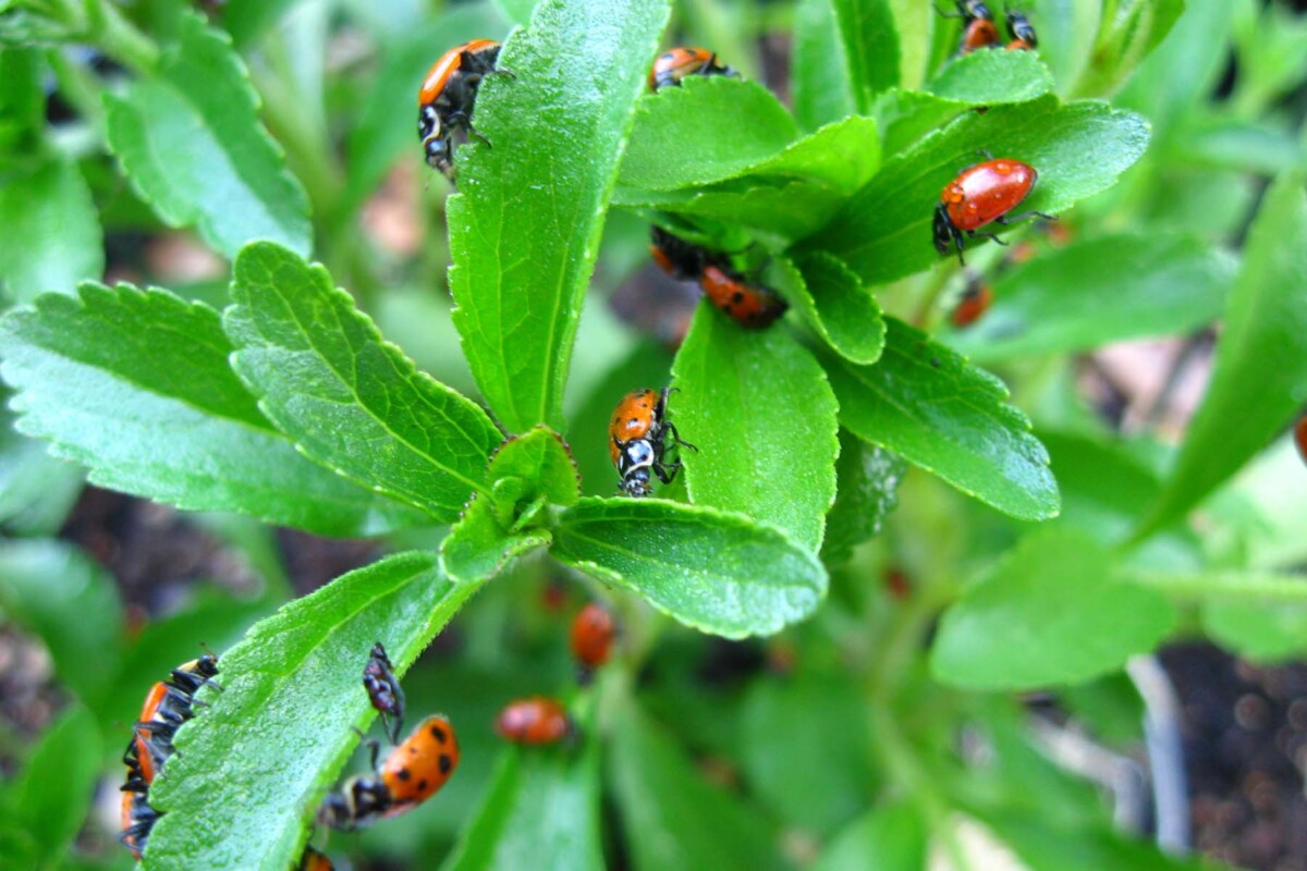 Insects and Pest Solutions Reno, Sparks, & Lake Tahoe Moana Nursery