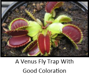 How to Care for a Venus Fly Trap