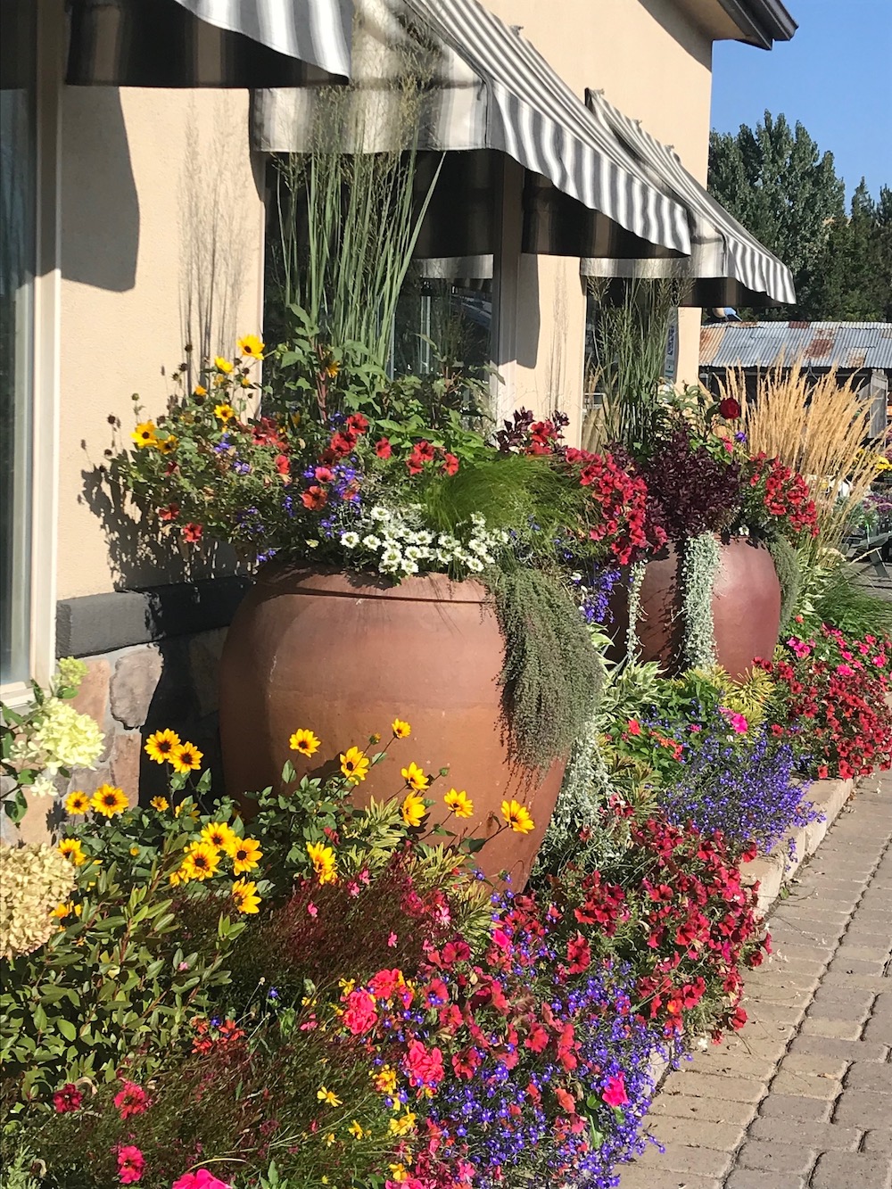 Container Planting Servicing Reno, Sparks, & Tahoe Moana Nursery