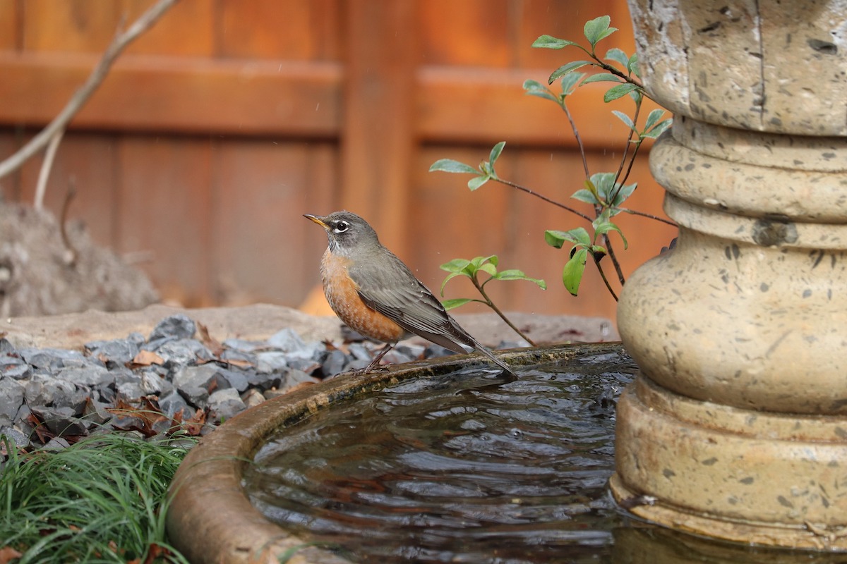 bird-5900670_1920