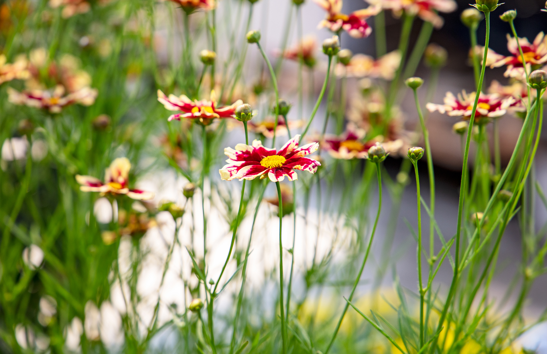 red and white_coreopsis_tickseed