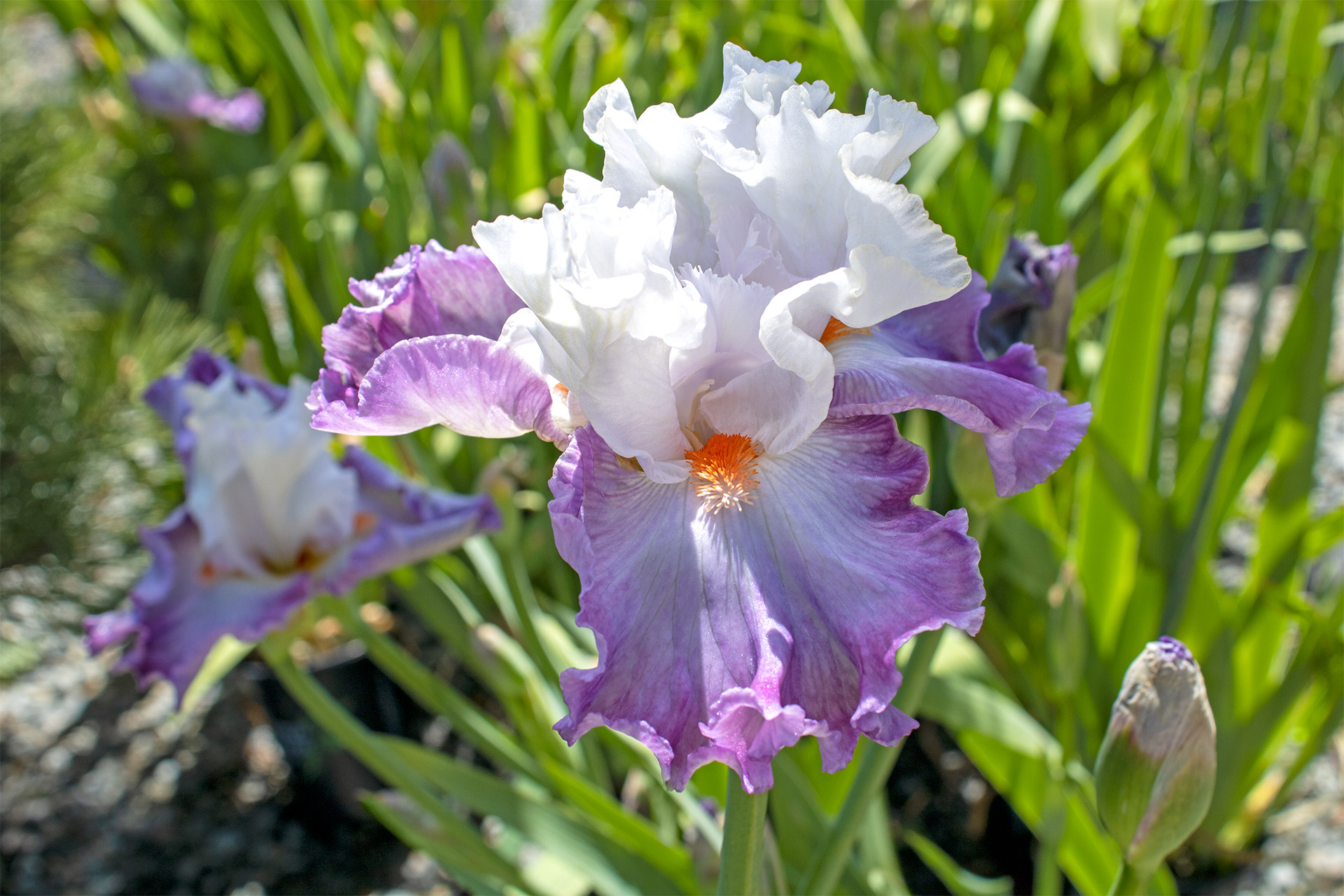 Linda Nelson Bearded Iris