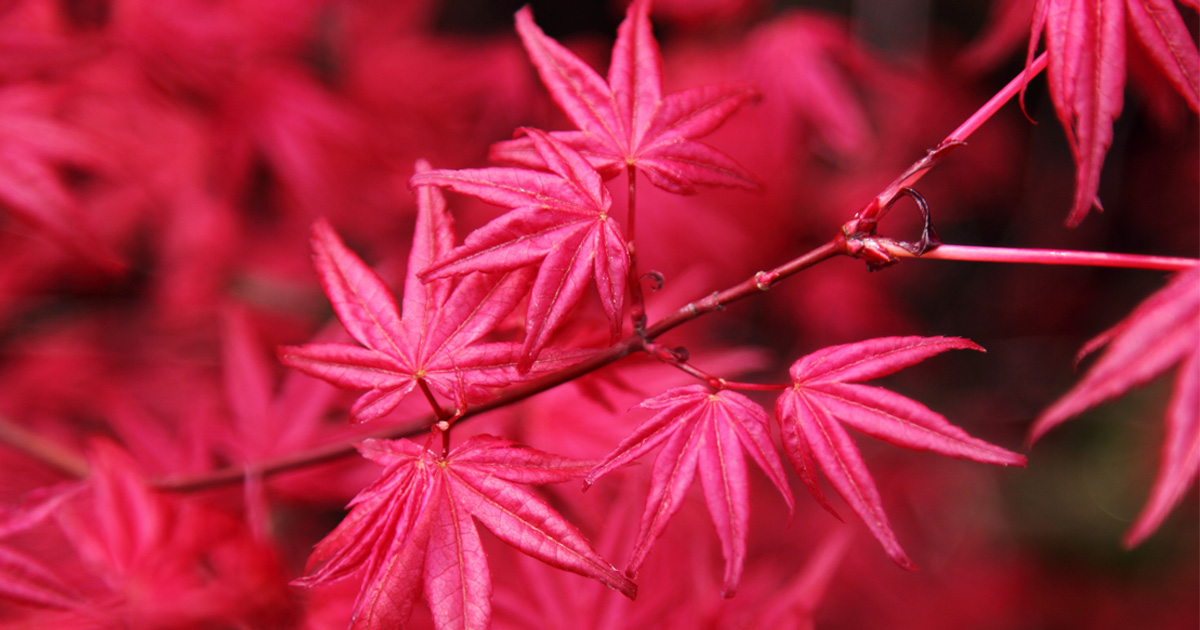 Japanese Maple