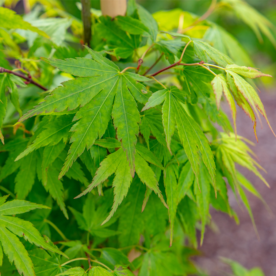 Green Japanese Maple_close up leaves Japanese Maple