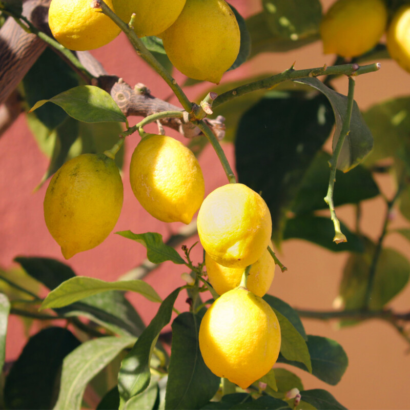 Growing for Your Kitchen Potting Indoor Citrus Moana Nursery