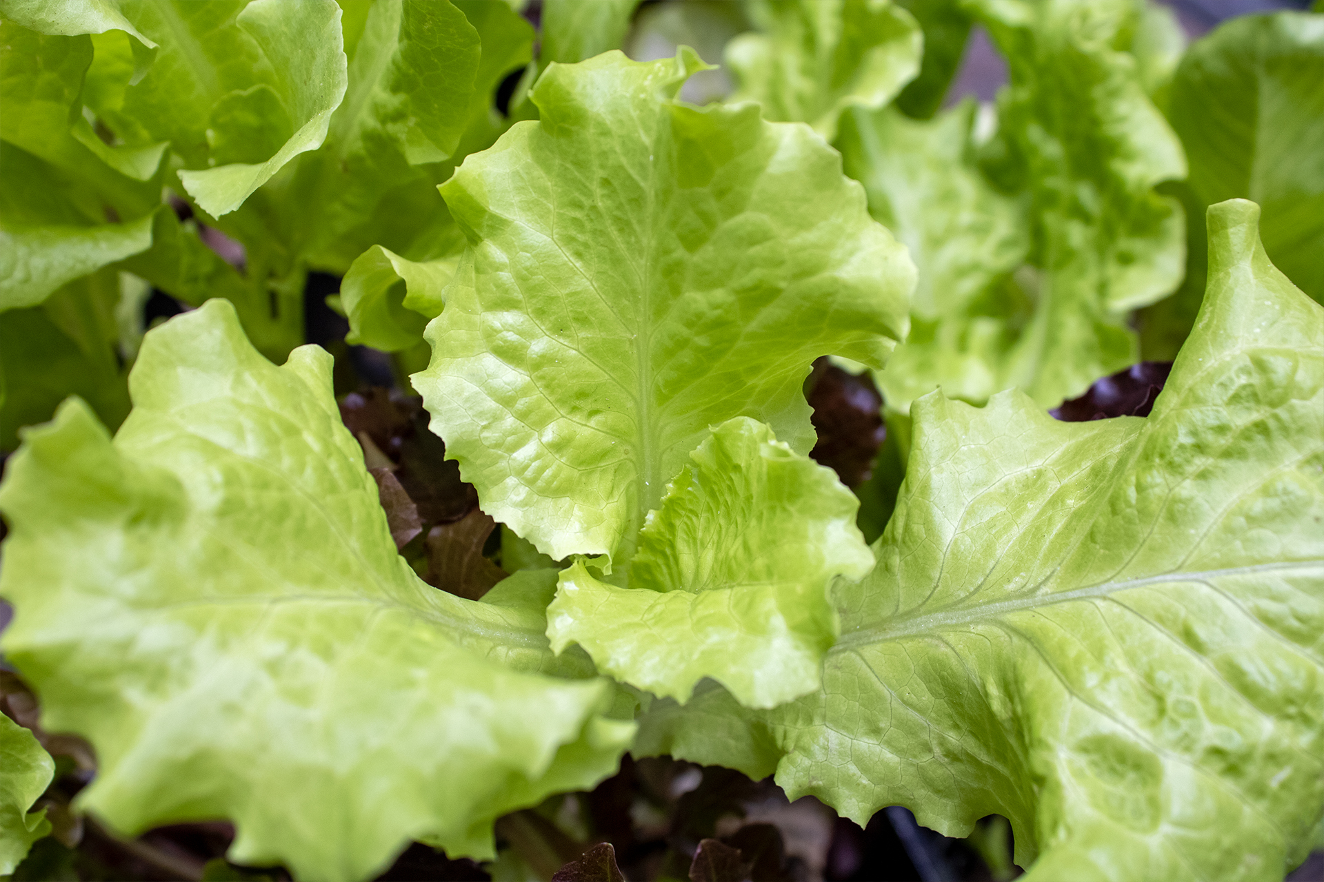 Lettuce leaves growing from a starter pot