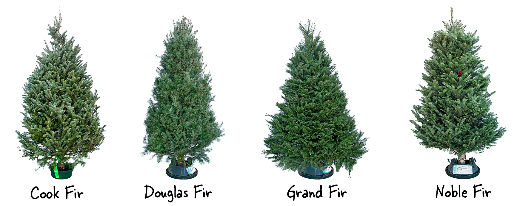 xmas tree types blog graphic