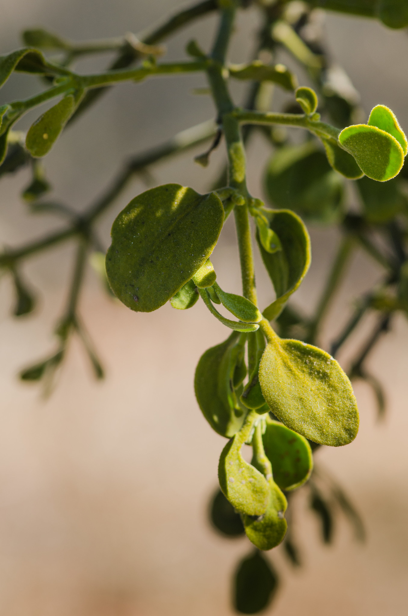 Everyone's Favorite Holiday Parasite: Mistletoe