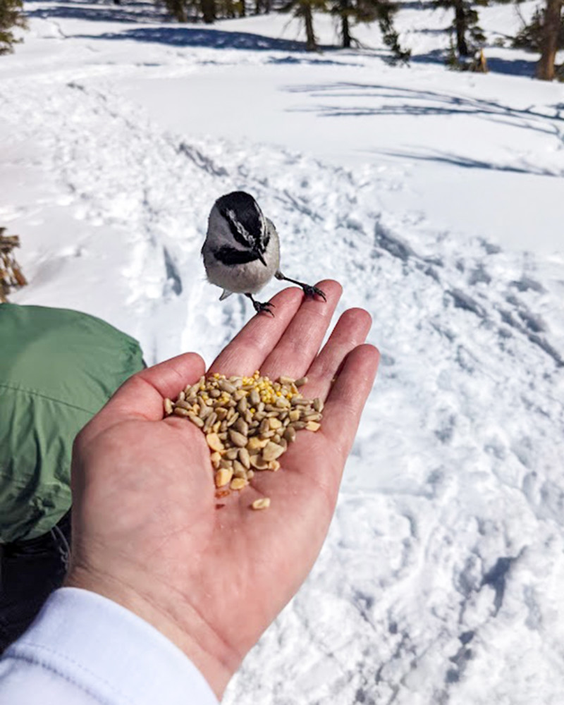 The Magic of Chickadee Ridge | Moana Nursery