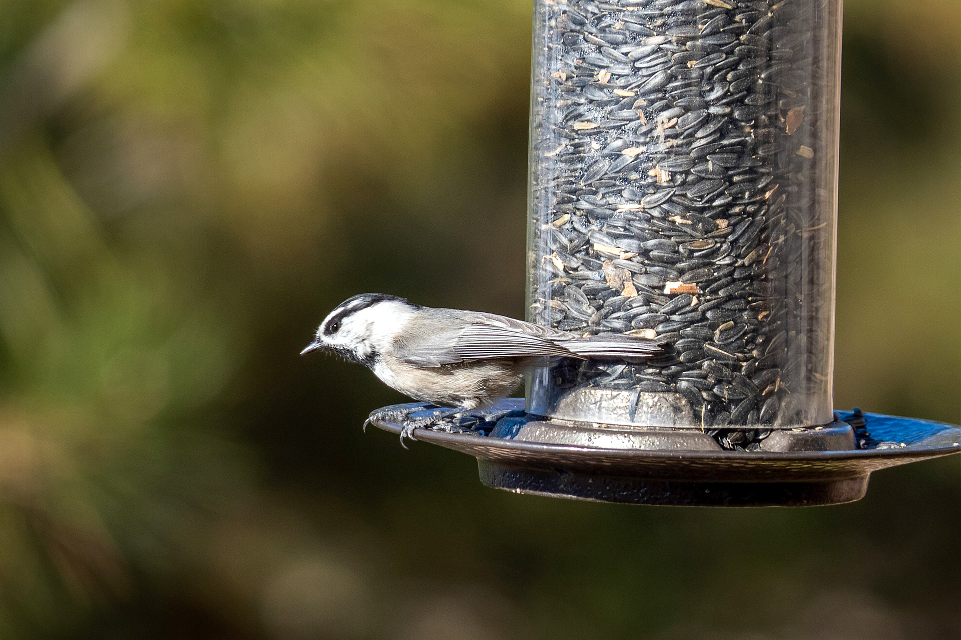 mtn chick feeder