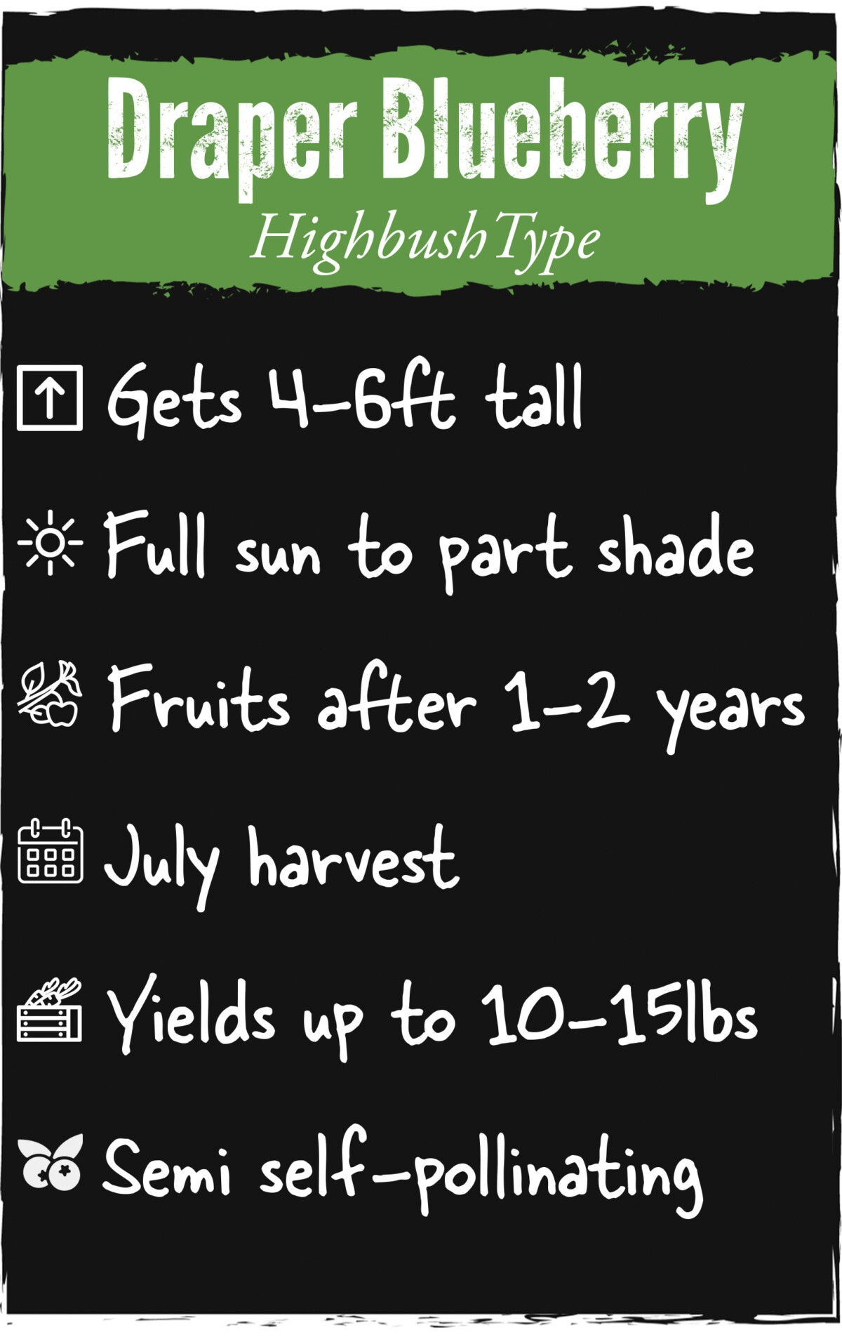 Blueberry Basics Moana Nursery