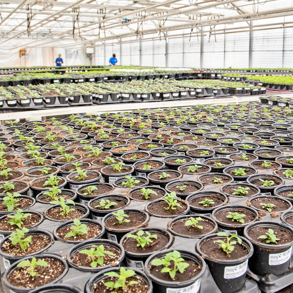 dayton greenhouse_1000x1000_image 7