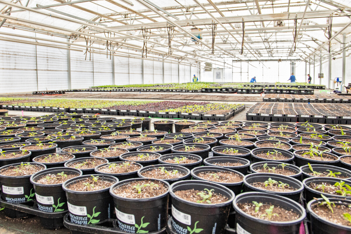 Grown In Our Zone Servicing Reno, Sparks, & Tahoe Moana Nursery