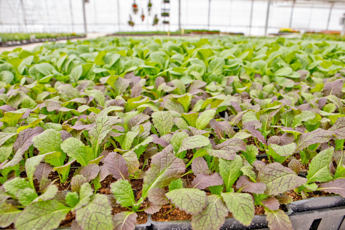 Grown In Our Zone Servicing Reno, Sparks, & Tahoe Moana Nursery