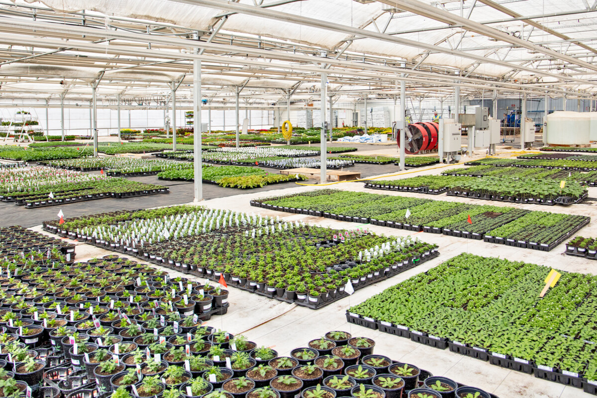 Grown In Our Zone Servicing Reno, Sparks, & Tahoe Moana Nursery