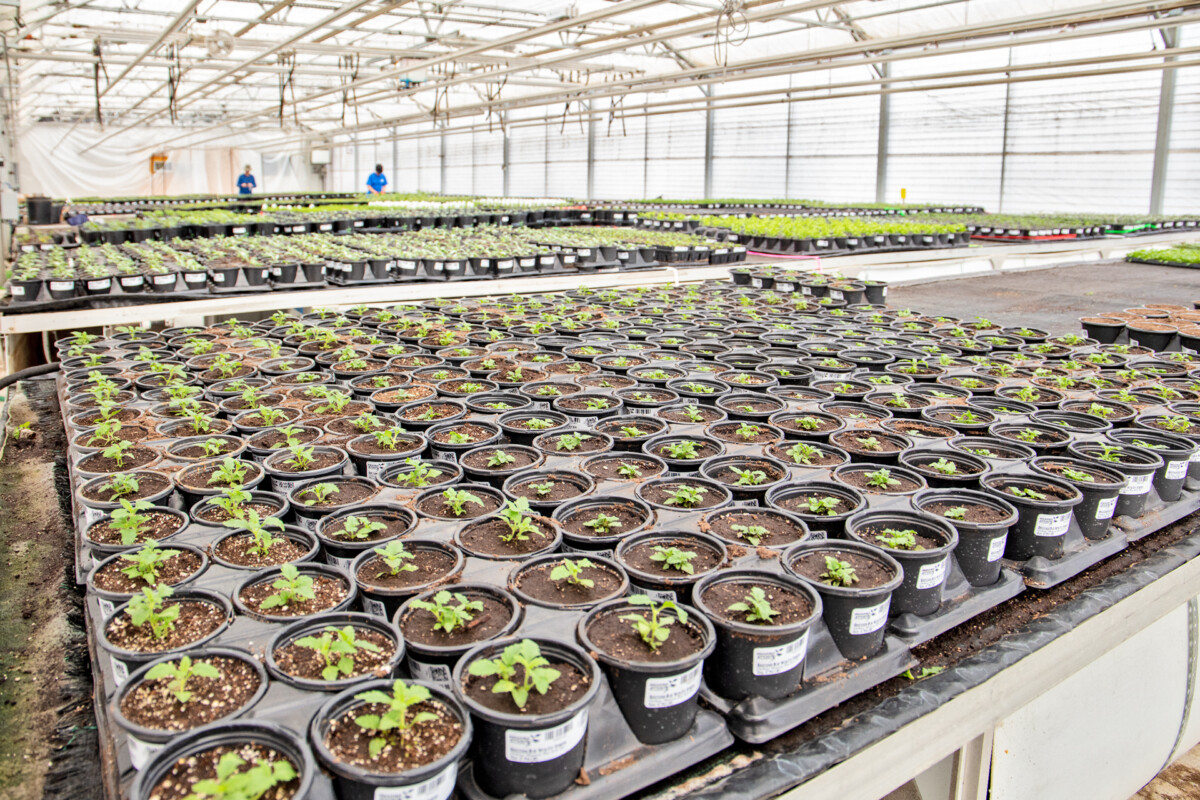 Grown In Our Zone Servicing Reno, Sparks, & Tahoe Moana Nursery