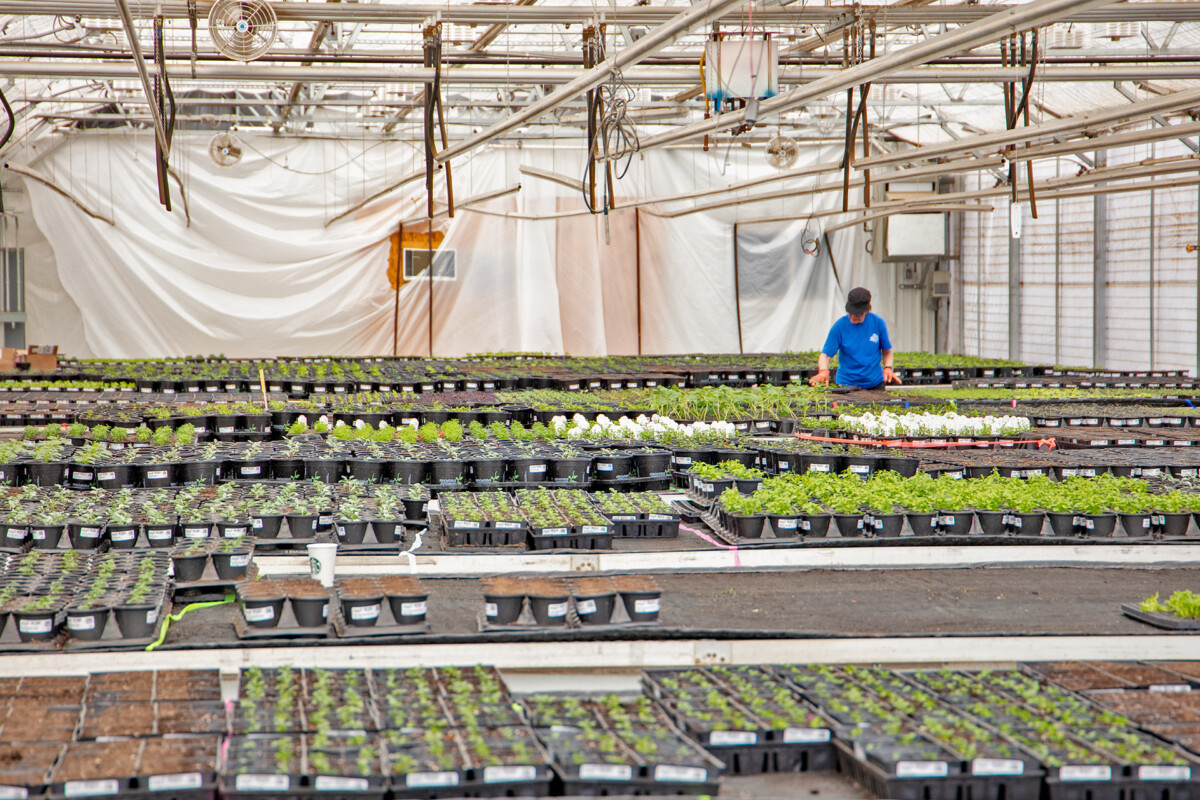 Grown In Our Zone Servicing Reno, Sparks, & Tahoe Moana Nursery