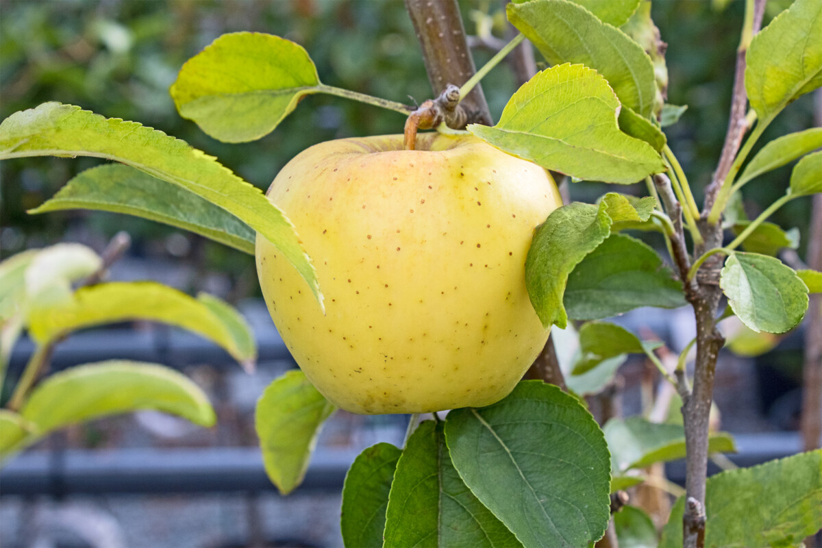 From Root to Fruit The Intricate Process of Growing Fruit Trees