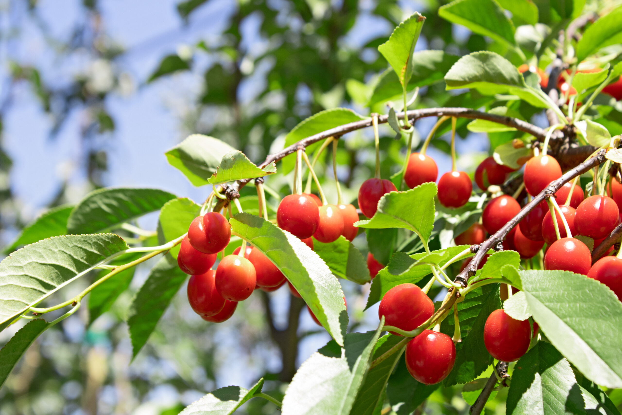 https://www.moananursery.com/wp-content/uploads/2023/04/evans_cherry-tree_fruit-close-up-scaled.jpg