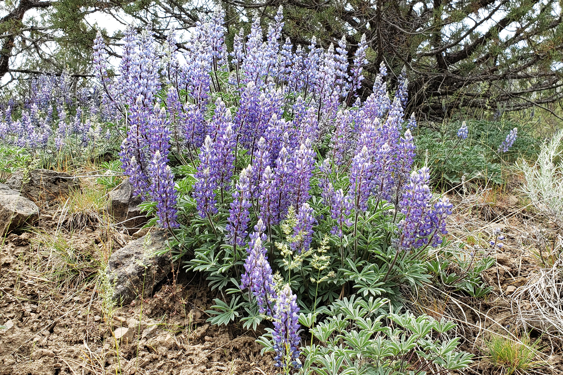 silvery lupine 1