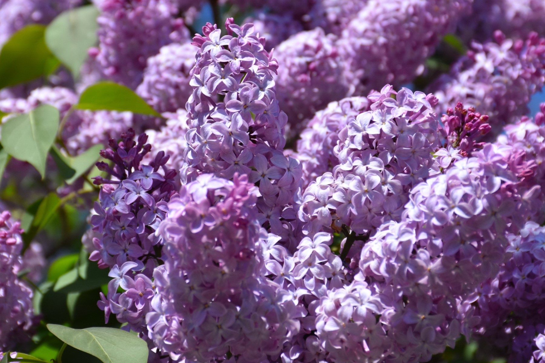 Learning About Lilac! | Reno, Sparks, & Lake Tahoe | Moana Nursery