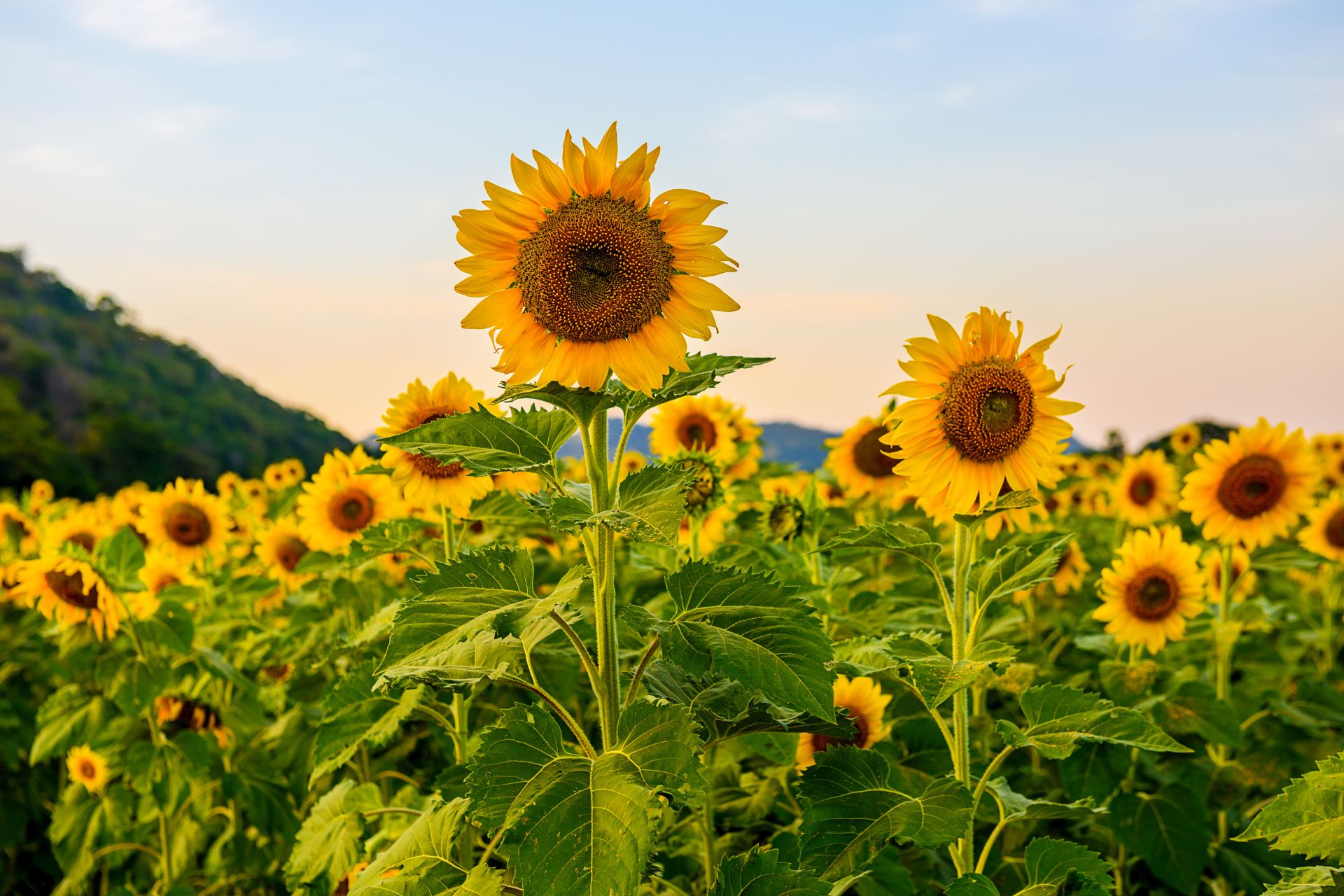 From Seed To Bloom Your Comprehensive Guide To Growing Sunflowers 