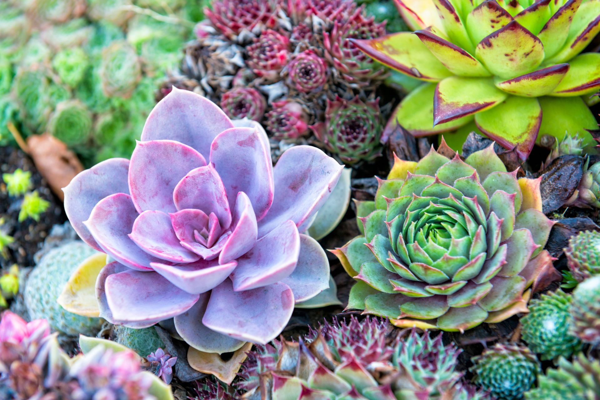 The Art of Assembling Succulent Arrangements: A Beginner's Guide blog image of succulents arranged in a pot purchased from Moana Nursery in Reno, NV