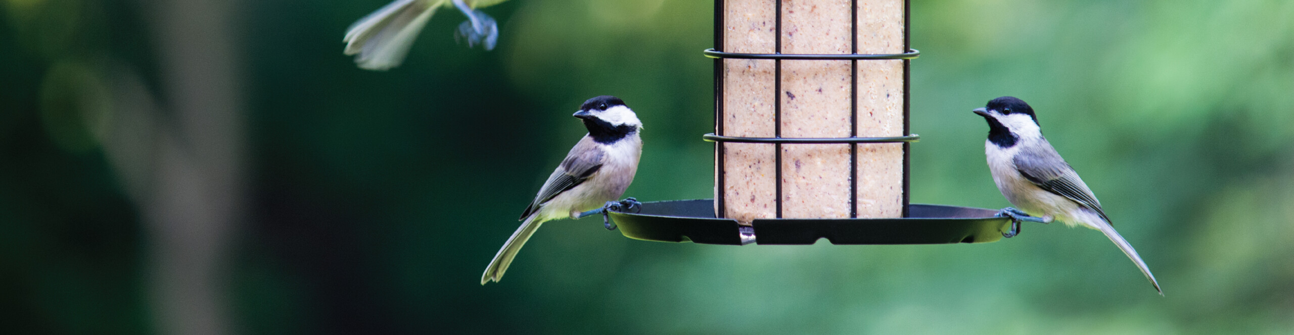 Wholesale wild deals bird supplies