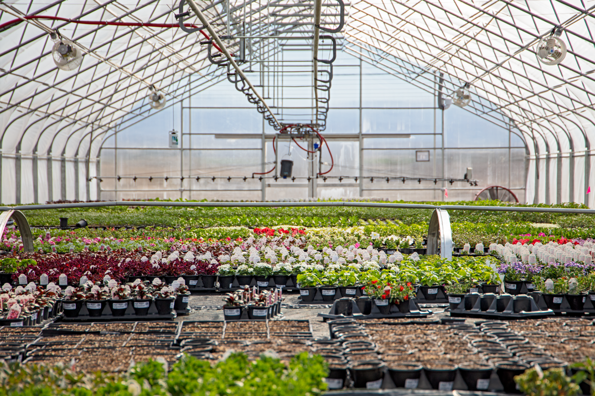 Moana Nursery Sparks Nvnull
