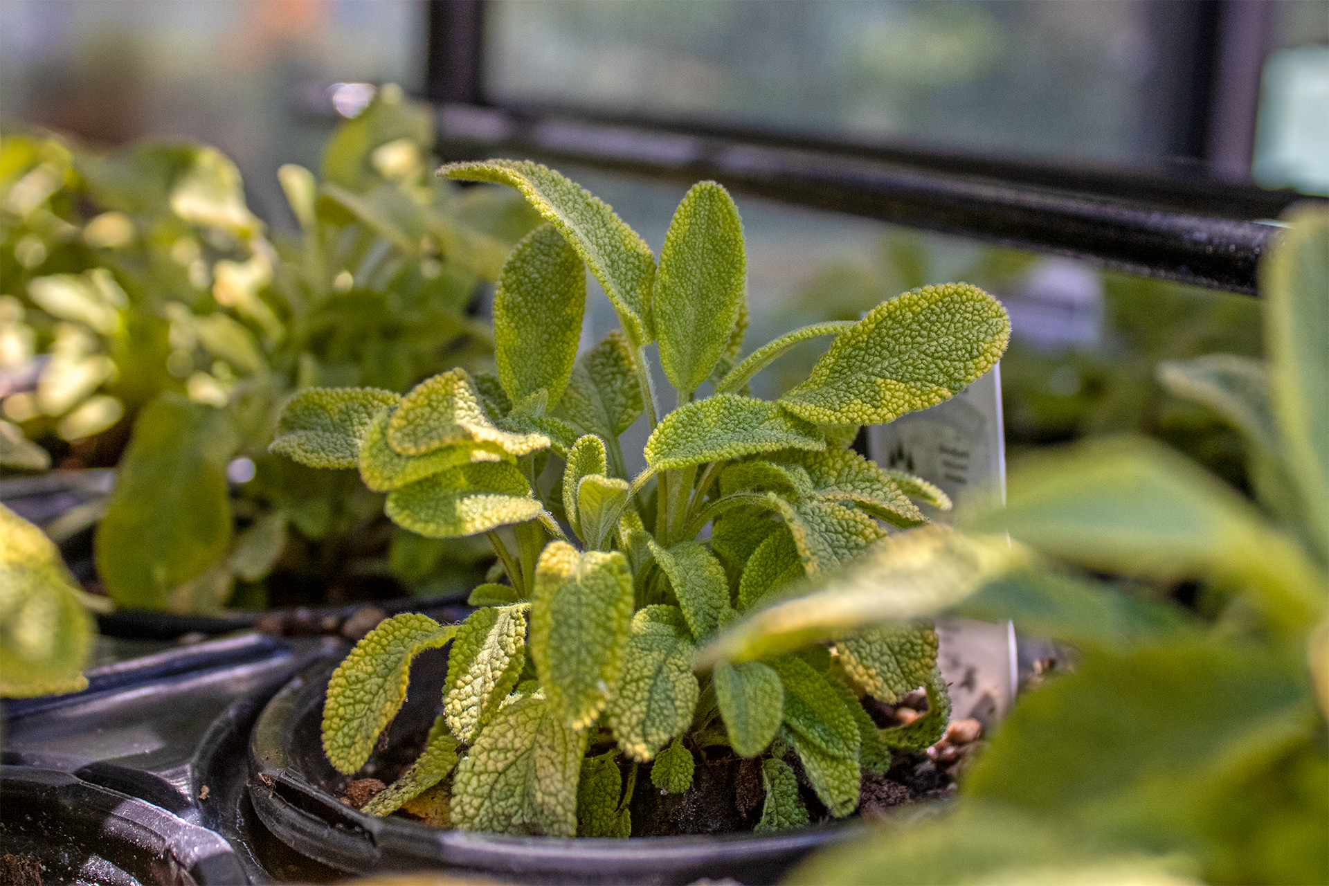 Salvia officinalis 1920×1280