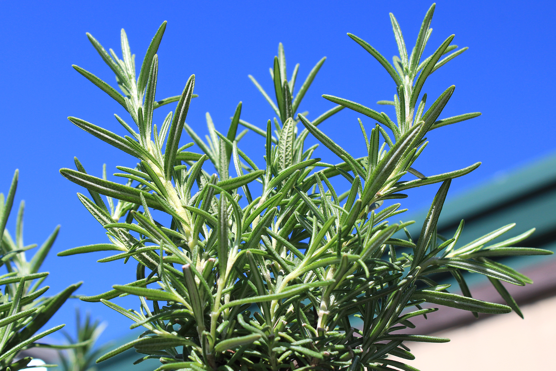 tuscan blue rosemary 2023 1920×1280