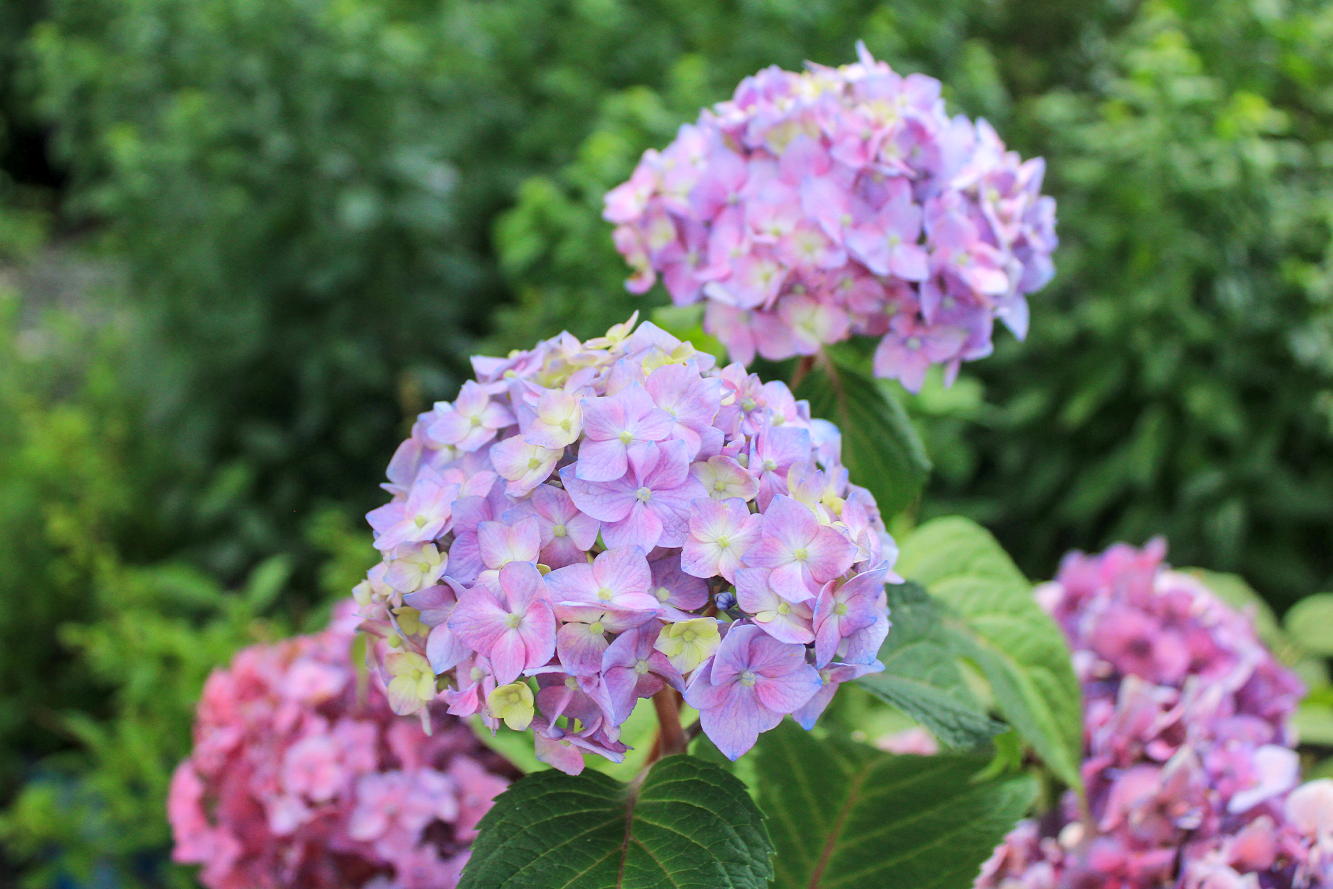 Bloomstruck hydrangea purple 1920×1280