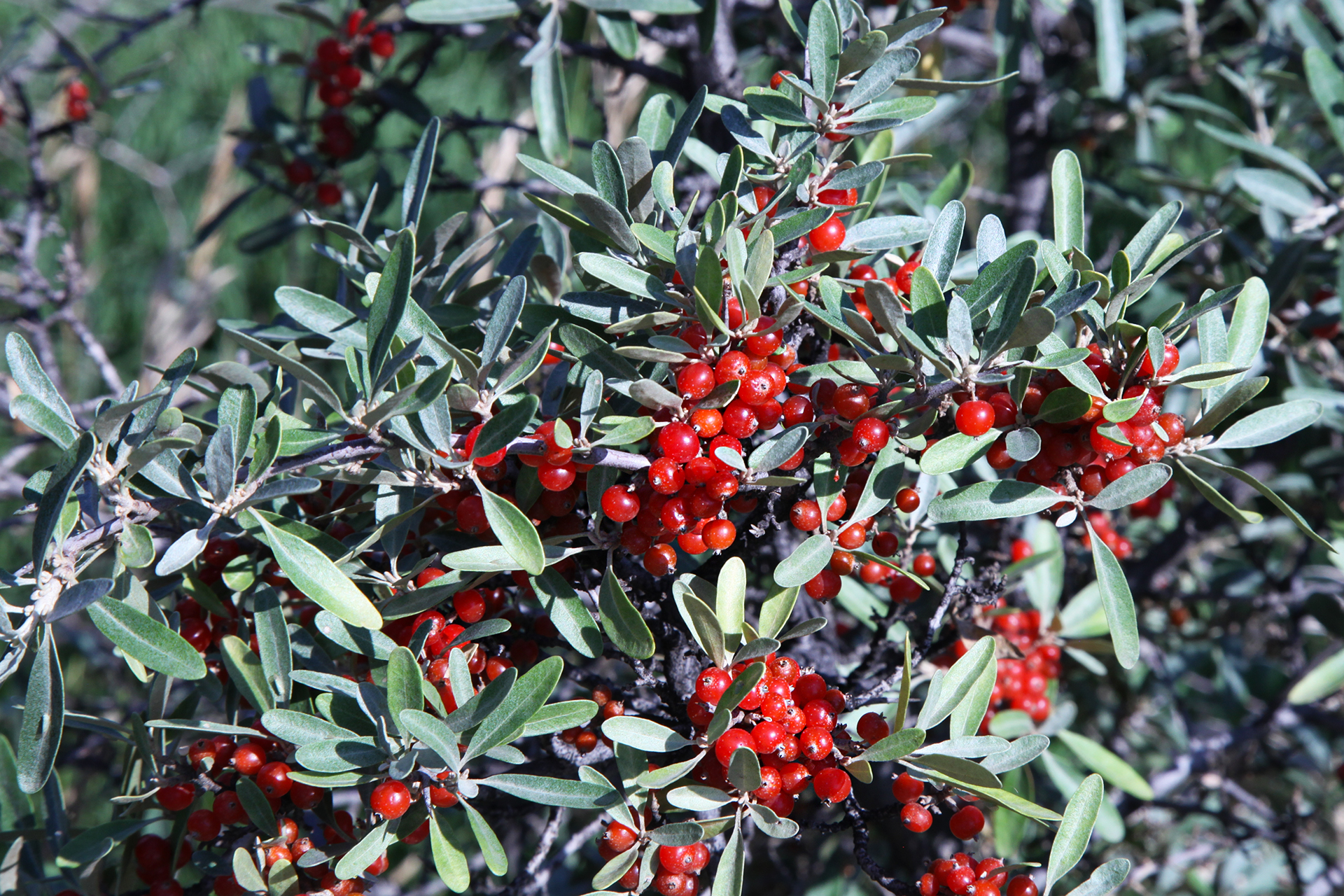 Silver Buffaloberry berries PF 1920×1280