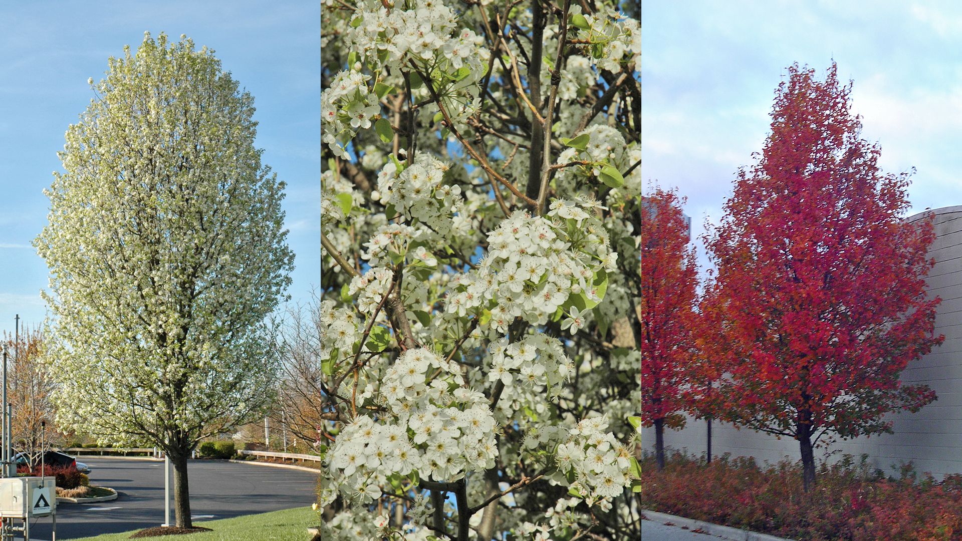 chanticleer pear trees