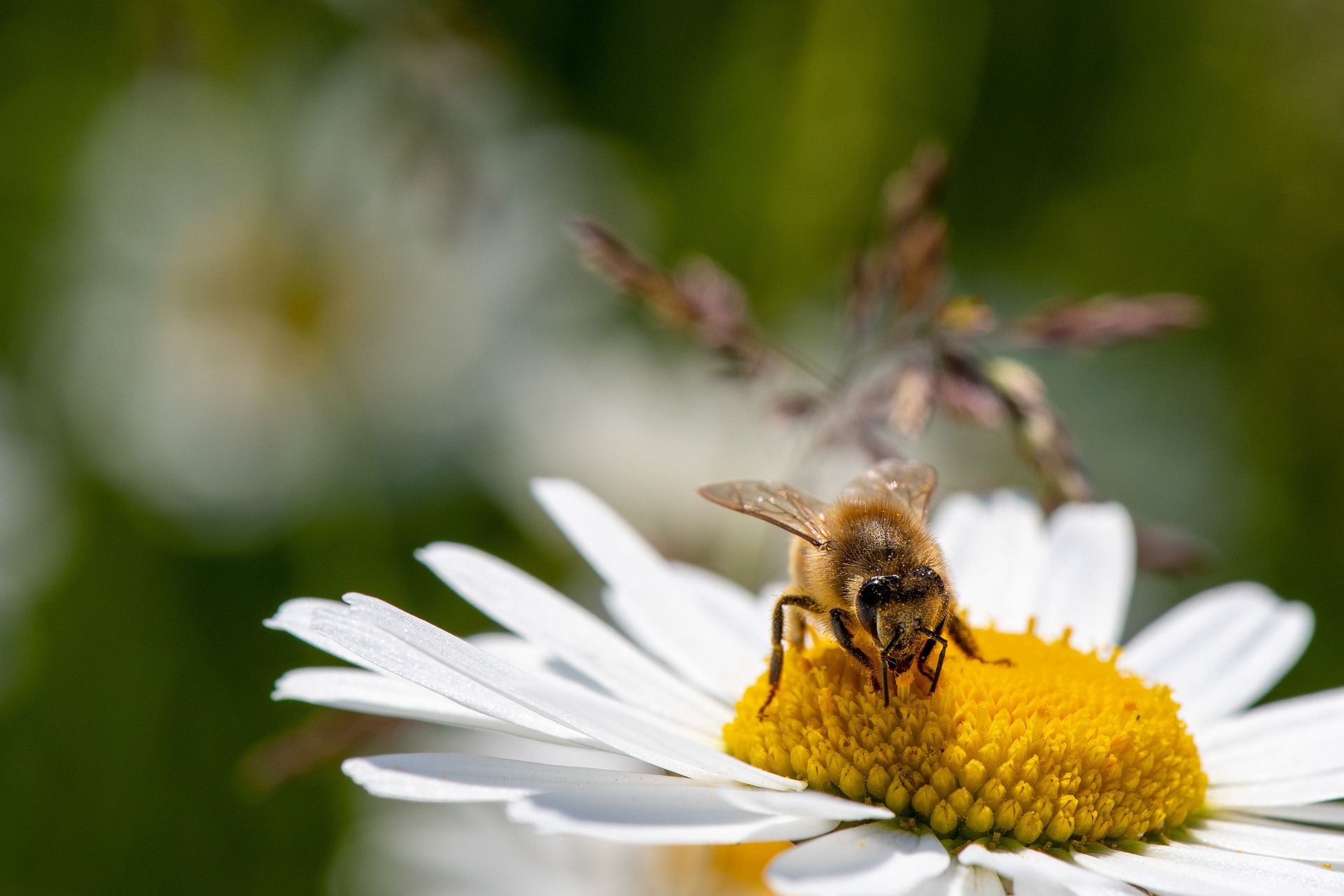 daisy-7291228_1920