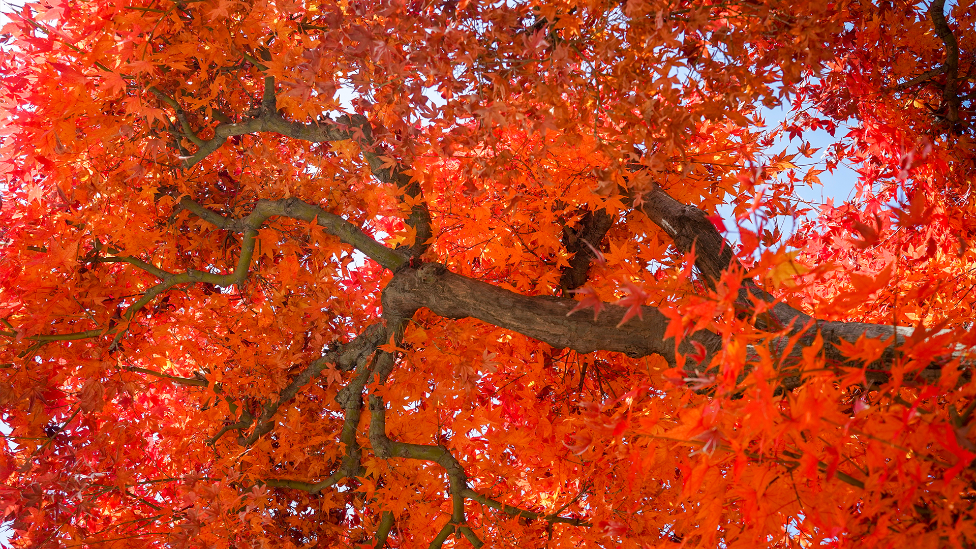 autumn blaze 1_1920x1080