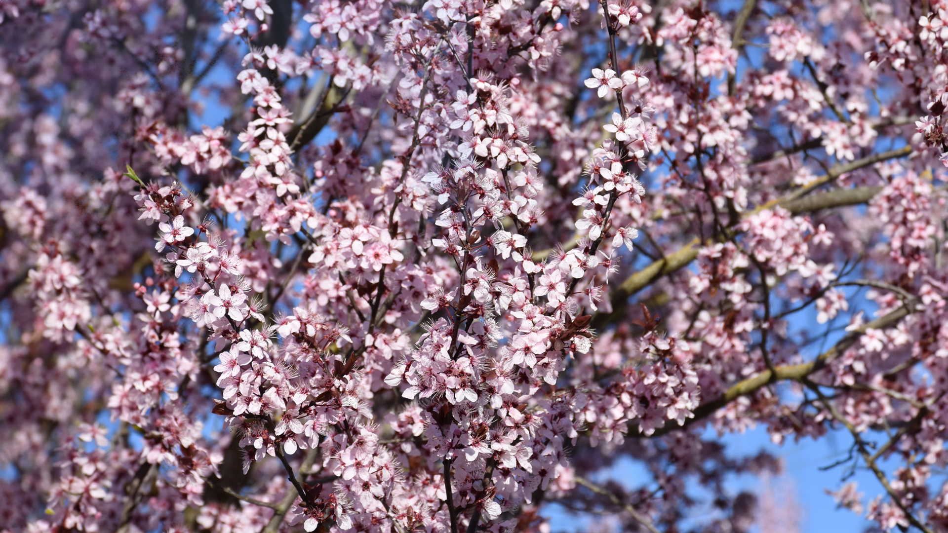 kv plum 2_1920x1080