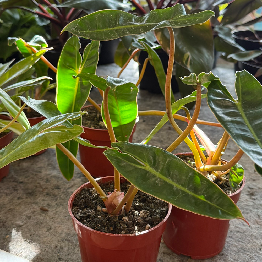 Philodendron billietiae 1000×1000