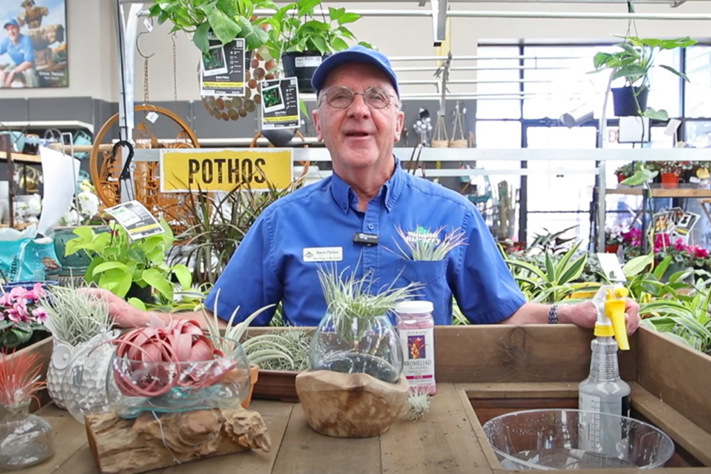 All about air plants reno sparks lake tahoe moana nursery