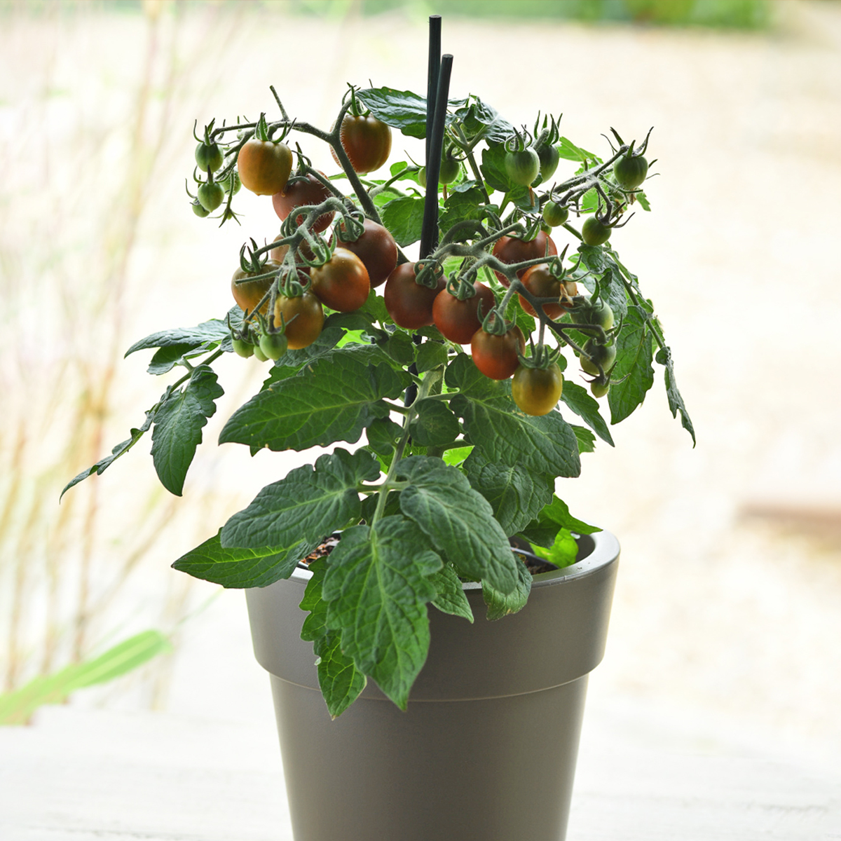 KM tomato cocoa_1200x1200
