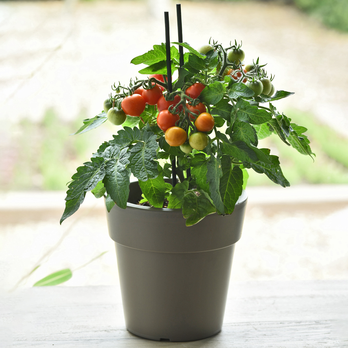 KM tomato red velvet_1200x1200
