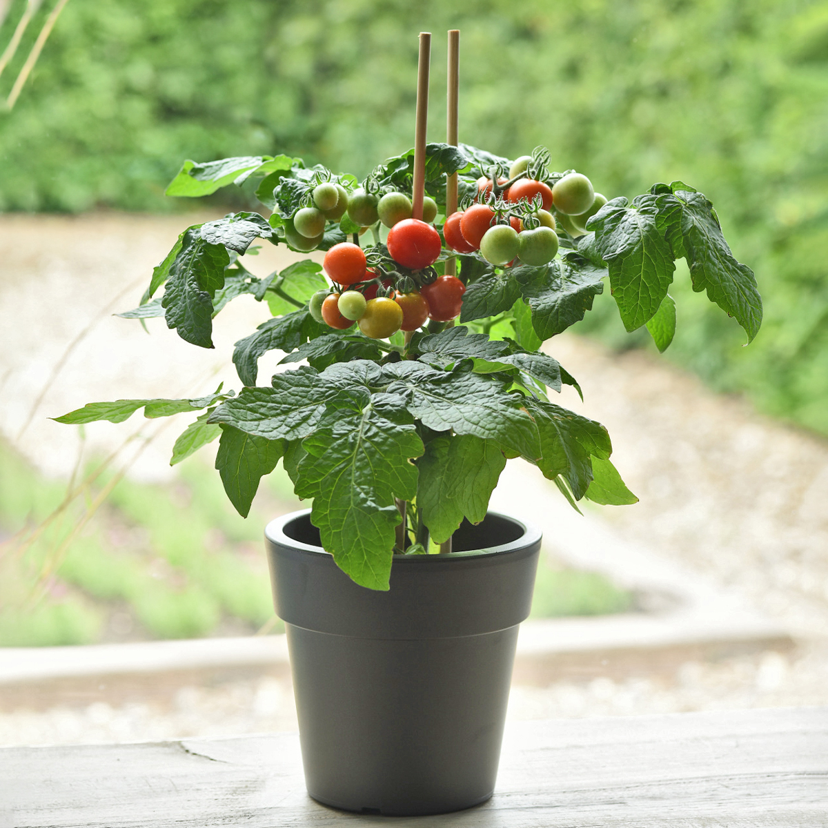KM tomato siam_1200x1200