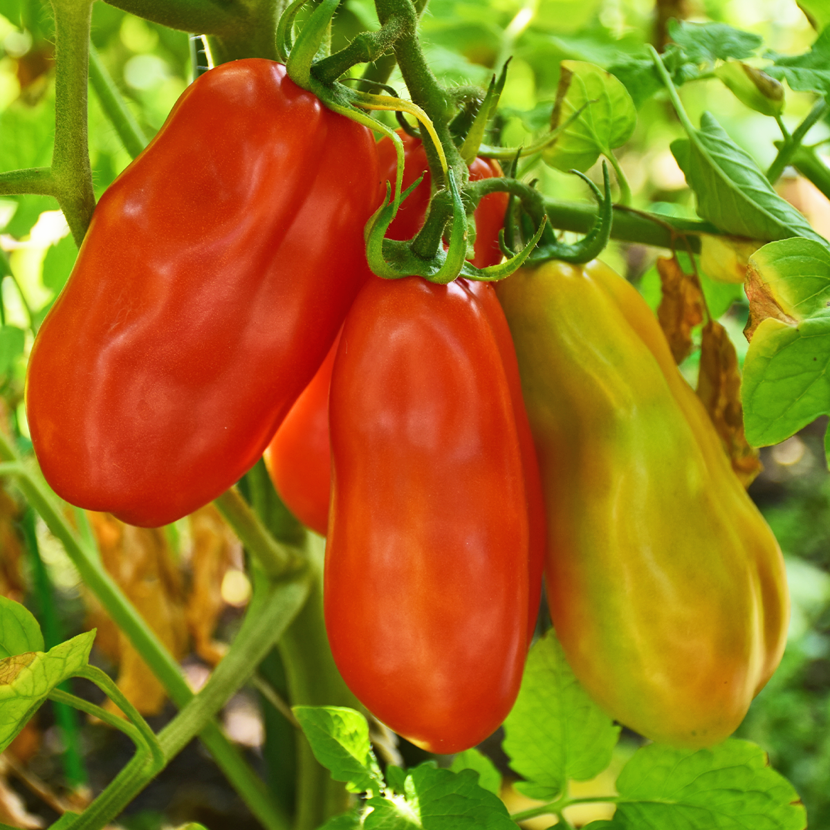 san marzano_1200x1200
