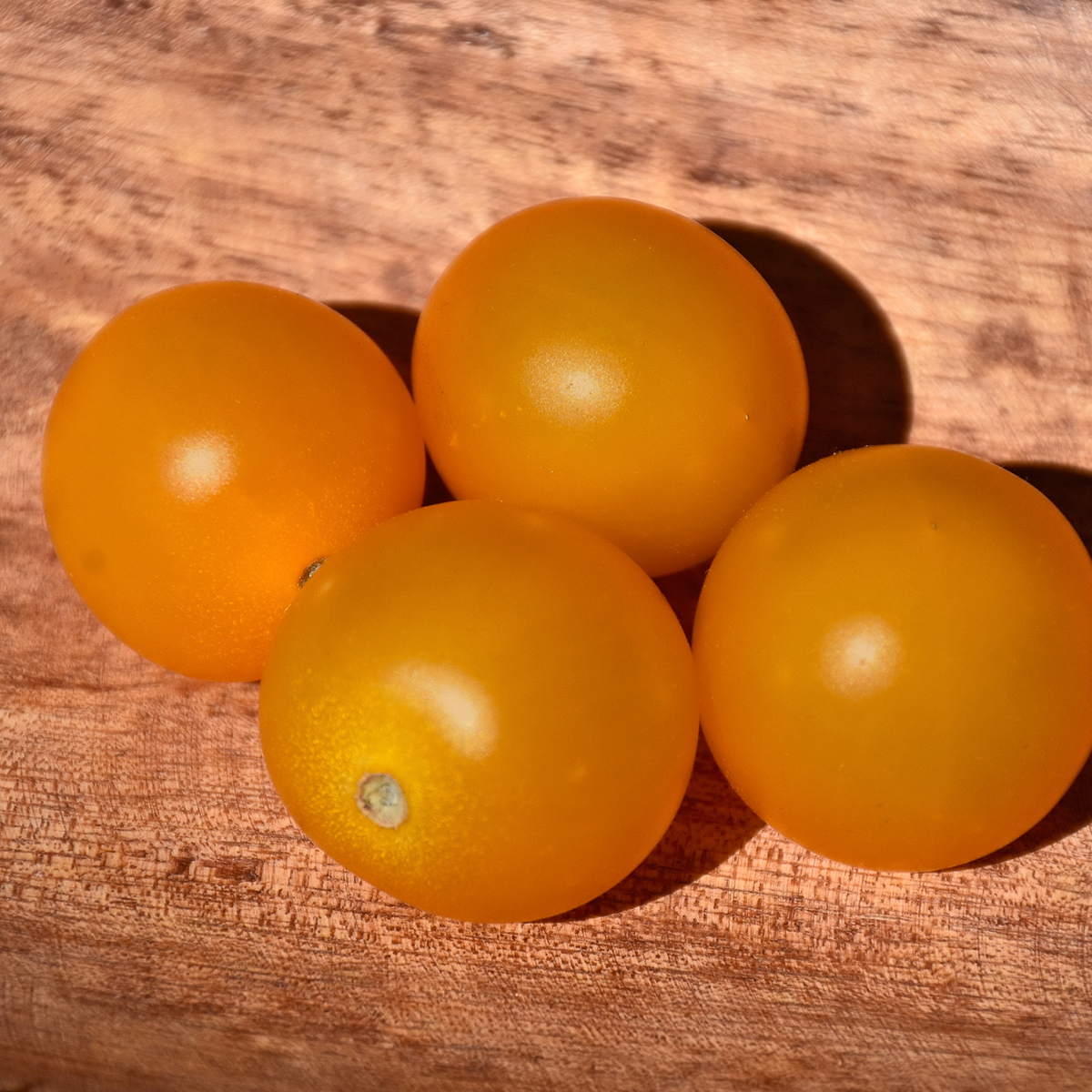 sungold_1200x1200