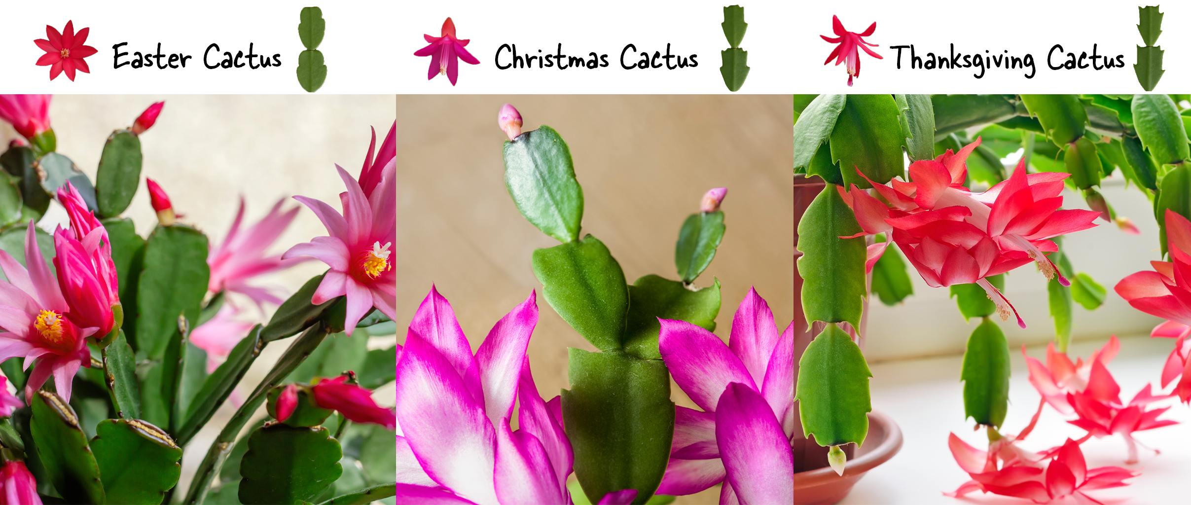 easter cactus image comparison