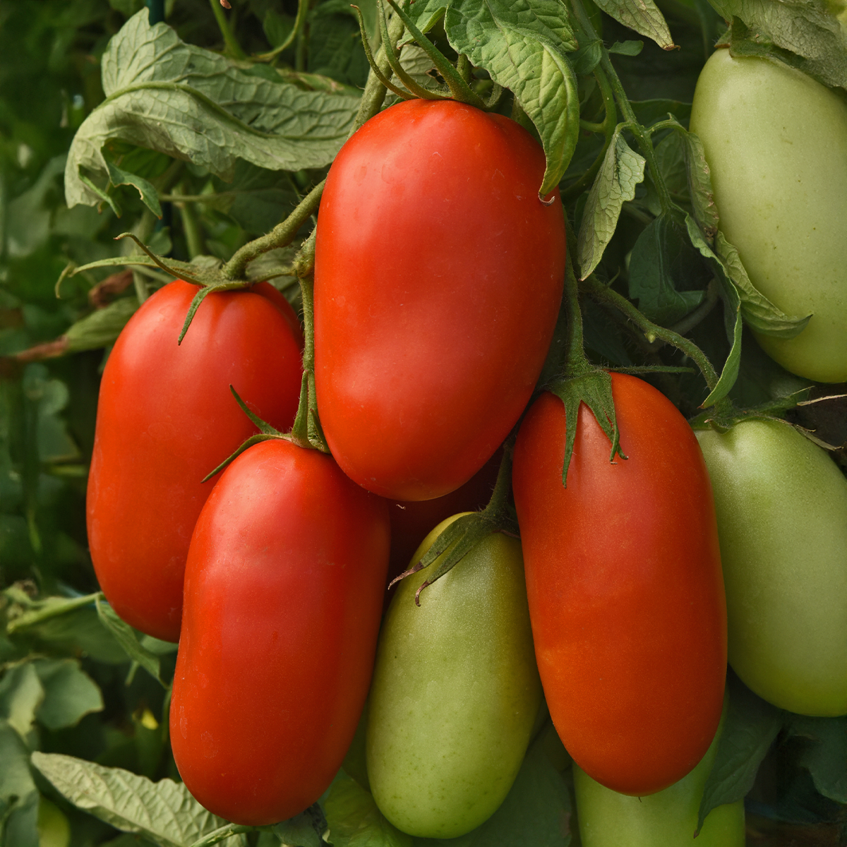 Tomato_Venti_salad
