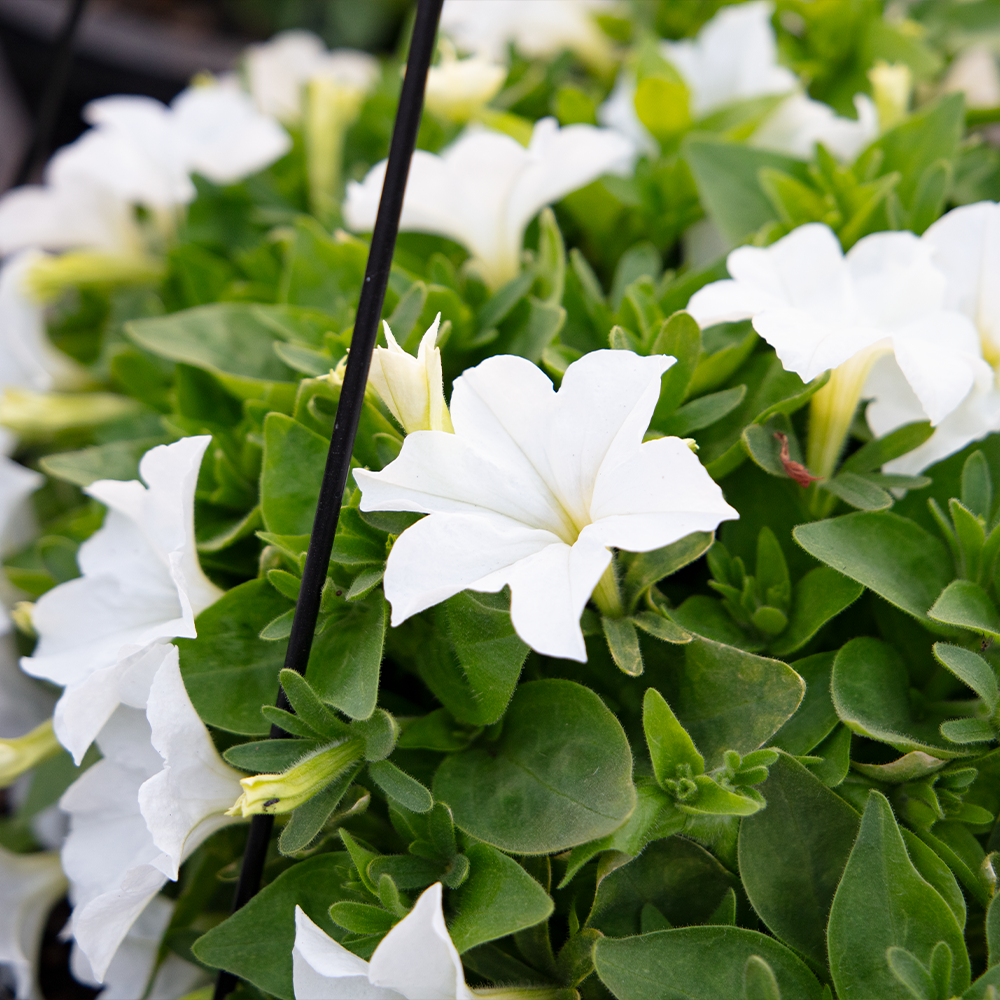 daytime petunias 7_1000x1000